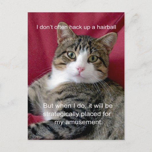 Cat Meme Postkarte (Vorderseite)