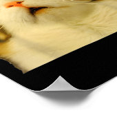 Cat Meme Shock Cat Face Funny Meme Cat Silly Gift Poster (Ecke)