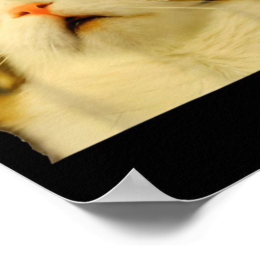 Cat Meme Shock Cat Face Funny Meme Cat Silly Gift  Poster (Ecke)