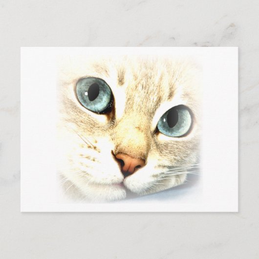 Cat mesmerEYES Postkarte (Vorderseite)