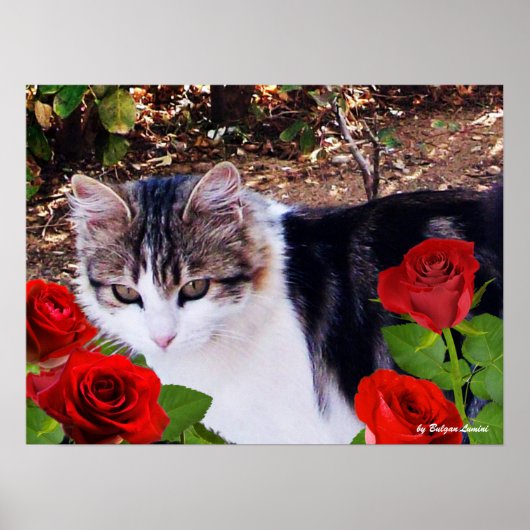 CAT MIT ROTE ROSEN POSTER (Vorne)