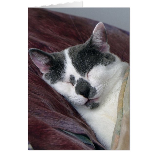 Cat Napping (Vorne)