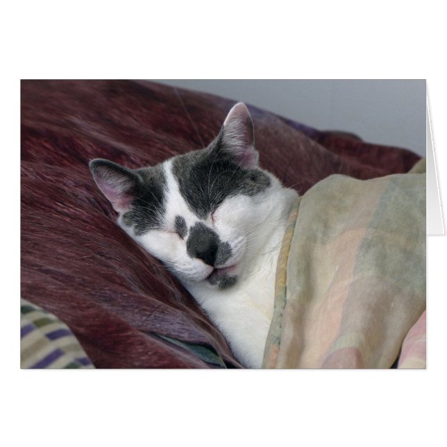 Cat Napping (Vorderseite (Horizontal))