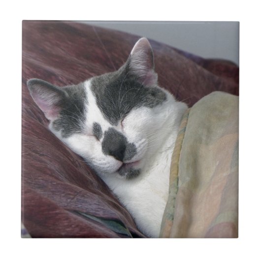 Cat Napping Fliese (Vorderseite)