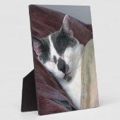Cat Napping Fotoplatte (Seite)