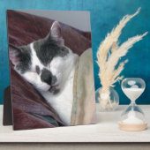 Cat Napping Fotoplatte (Seite)