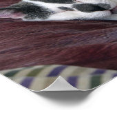 Cat Napping Poster (Ecke)