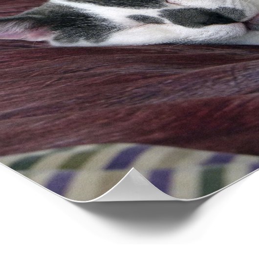 Cat Napping Poster (Ecke)