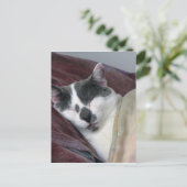 Cat Napping Postkarte (Stehend Vorderseite)