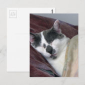 Cat Napping Postkarte (Vorne/Hinten)