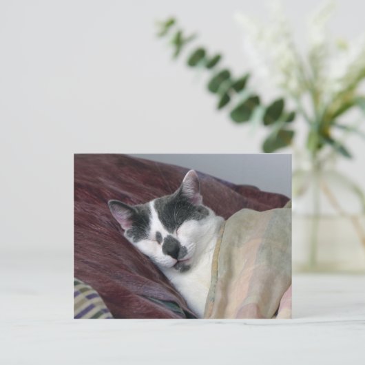 Cat Napping Postkarte (Stehend Vorderseite)