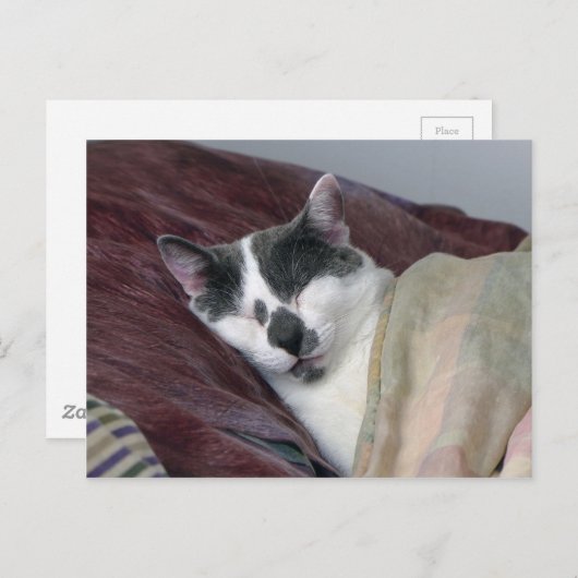 Cat Napping Postkarte (Vorne/Hinten)