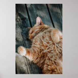 Cat Nickerchen 11 Poster Premium Leinwand (glänzen