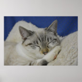 Cat Nickerchen 7 Poster Semi Gloss (Vorne)