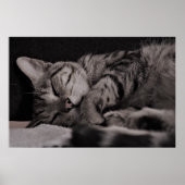 Cat Nickerchen 8 Poster Semi Gloss (Vorne)