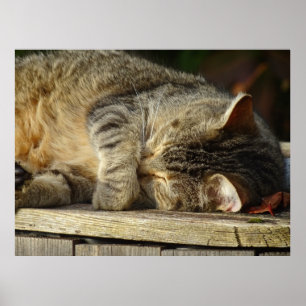 Cat Nickerchen 9 Poster Semi Gloss