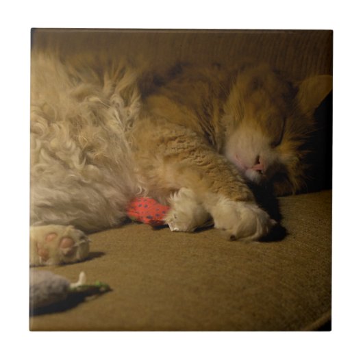 Cat Nickerchen Fliese (Vorderseite)