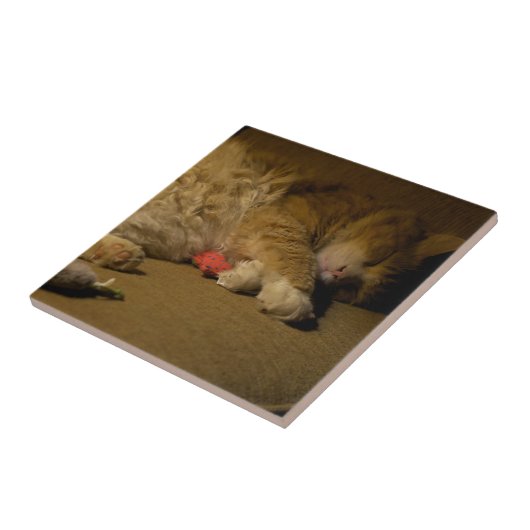 Cat Nickerchen Fliese (Seite)