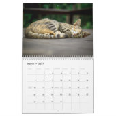 Cat Nickerchen Foto Wall Calendar Kalender (Mär 2027)