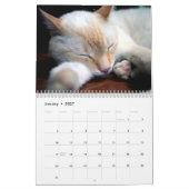 Cat Nickerchen Foto Wall Calendar Kalender (Jan 2027)