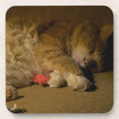 Cat Nickerchen Getränkeuntersetzer (Vorderseite)