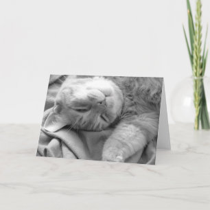 Cat Nickerchen Grußkarten Karte