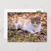 Cat Nickerchen: Postkarte (Vorne/Hinten)