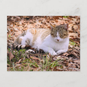 Cat Nickerchen: Postkarte