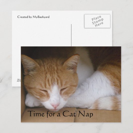Cat Nickerchen Postkarte (Vorne/Hinten)