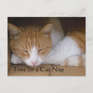 Cat Nickerchen Postkarte