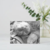 Cat Nickerchen Postkarten (Stehend Vorderseite)