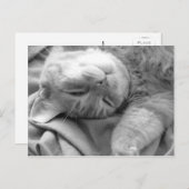 Cat Nickerchen Postkarten (Vorne/Hinten)