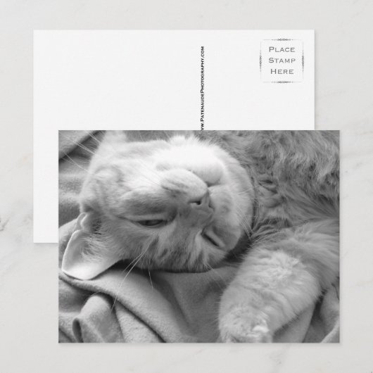 Cat Nickerchen Postkarten (Vorne/Hinten)