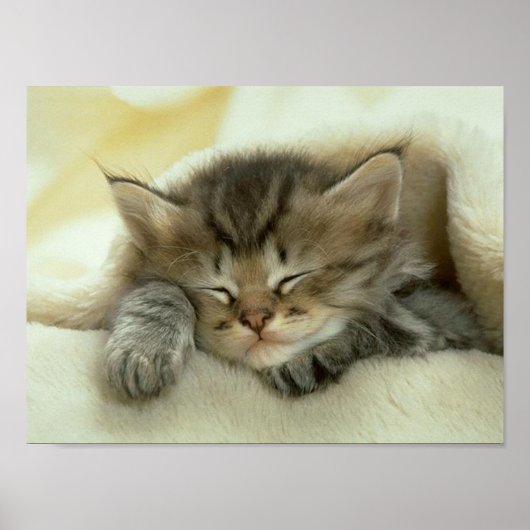 Cat Nickerchen Print Poster (Vorne)