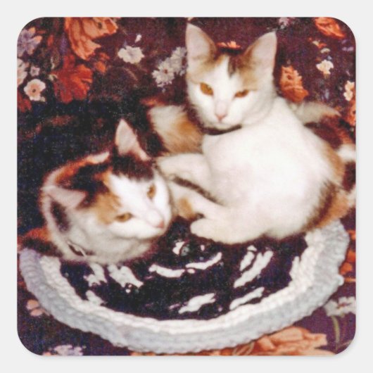 Cat Nickerchen Quadratischer Aufkleber (Vorderseite)