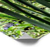 Cat O 9 Schwanzes & White Water Lillys Foto drucke (Ecke)