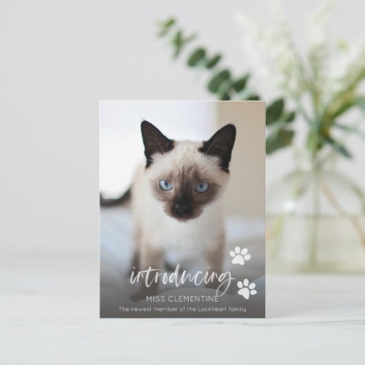 Cat oder Kitten Adoption, Einführung des neuen Hau Postkarte (Stehend Vorderseite)