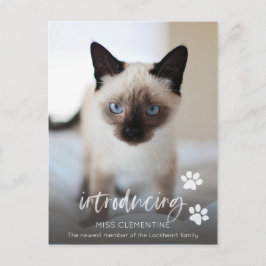 Cat oder Kitten Adoption, Einführung des neuen Hau Postkarte