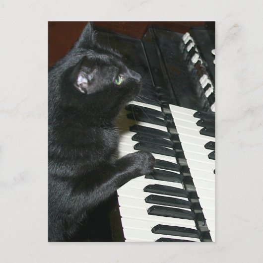 Cat Organ Erwägungsgrund Postkarte (Vorderseite)