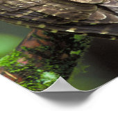 Cat Owl Poster (Ecke)