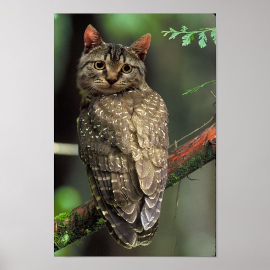 Cat Owl Poster (Vorne)