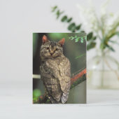 Cat Owl Postkarte (Stehend Vorderseite)