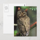 Cat Owl Postkarte (Vorne/Hinten)