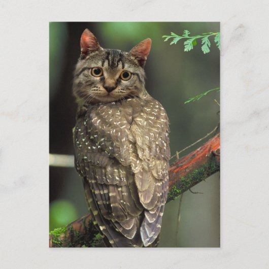Cat Owl Postkarte (Vorderseite)
