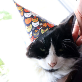 Cat Party Partyhütchen