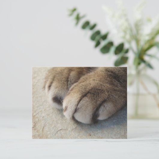Cat Paws Postcard Postkarte (Stehend Vorderseite)
