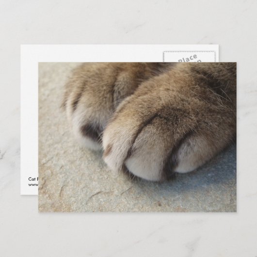 Cat Paws Postcard Postkarte (Vorne/Hinten)