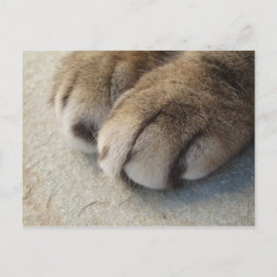 Cat Paws Postcard Postkarte