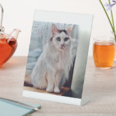 Cat Pedastal Sockelschild (In Situ)