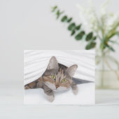 Cat Peeking Out JW Postkarte (Stehend Vorderseite)